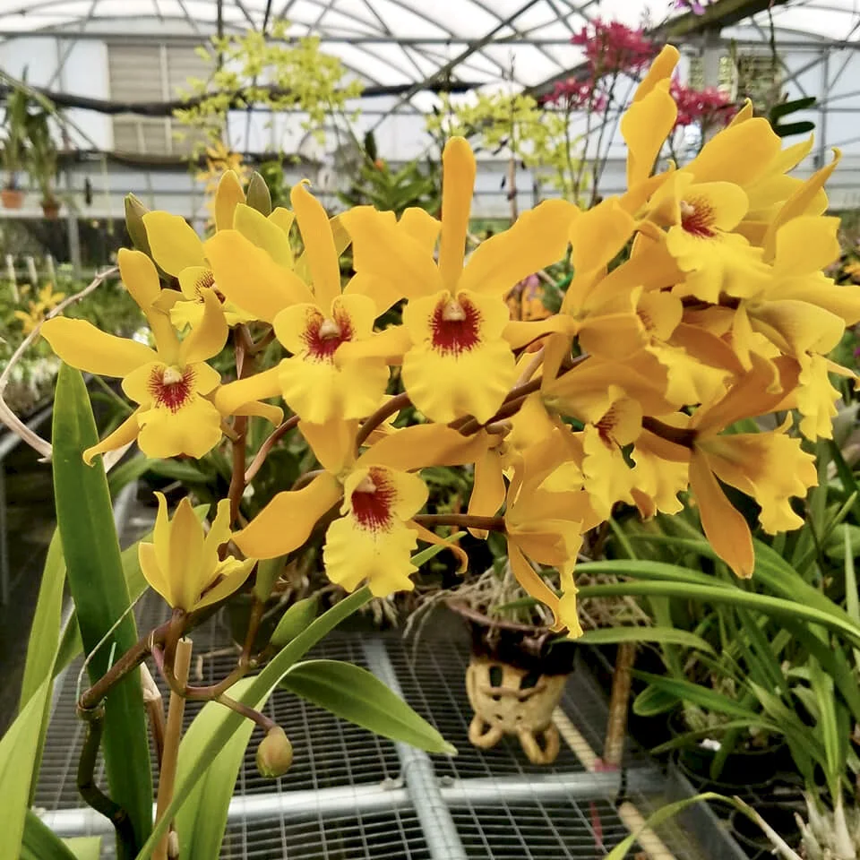 Eny. Jackie Bright 'Hilo Stars' — Palmer Orchids